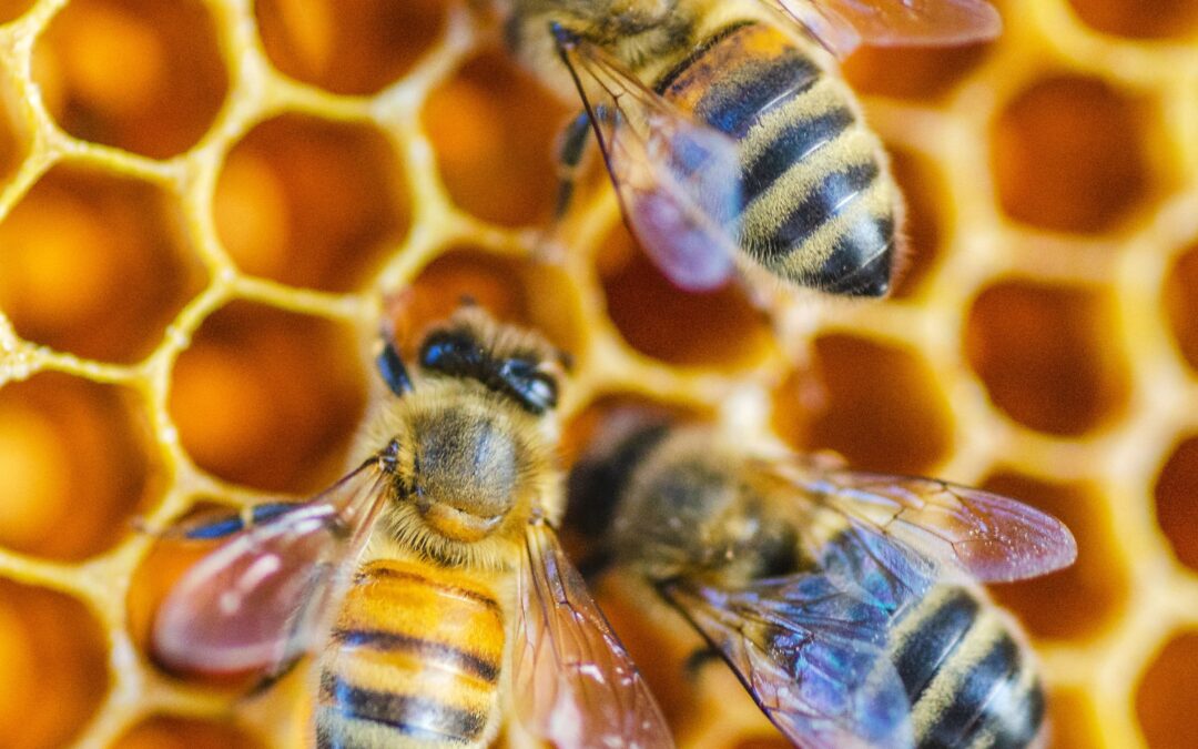 Feed additive for honeybees